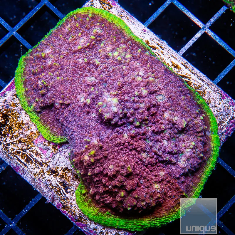 Echinophyllia sp. Unique Corals Pink Nebula Chalice- 3/4-1 Stock Frag