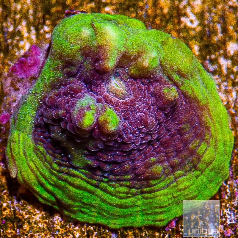 Echinophyllia sp. Unique Corals Pink Nebula Chalice- 3/4-1 Stock Frag