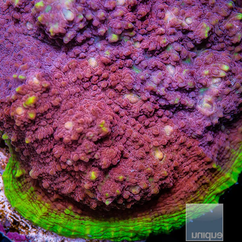 Echinophyllia sp. Unique Corals Pink Nebula Chalice- 3/4-1 Stock Frag