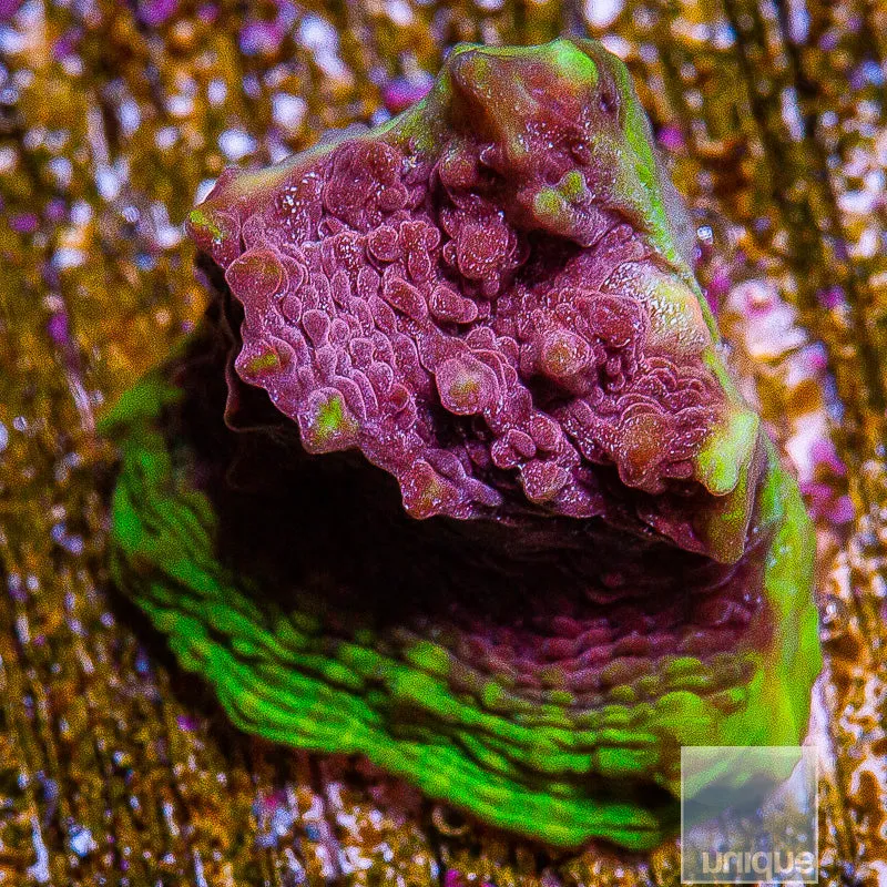 Echinophyllia sp. Unique Corals Pink Nebula Chalice- 3/4-1 Stock Frag