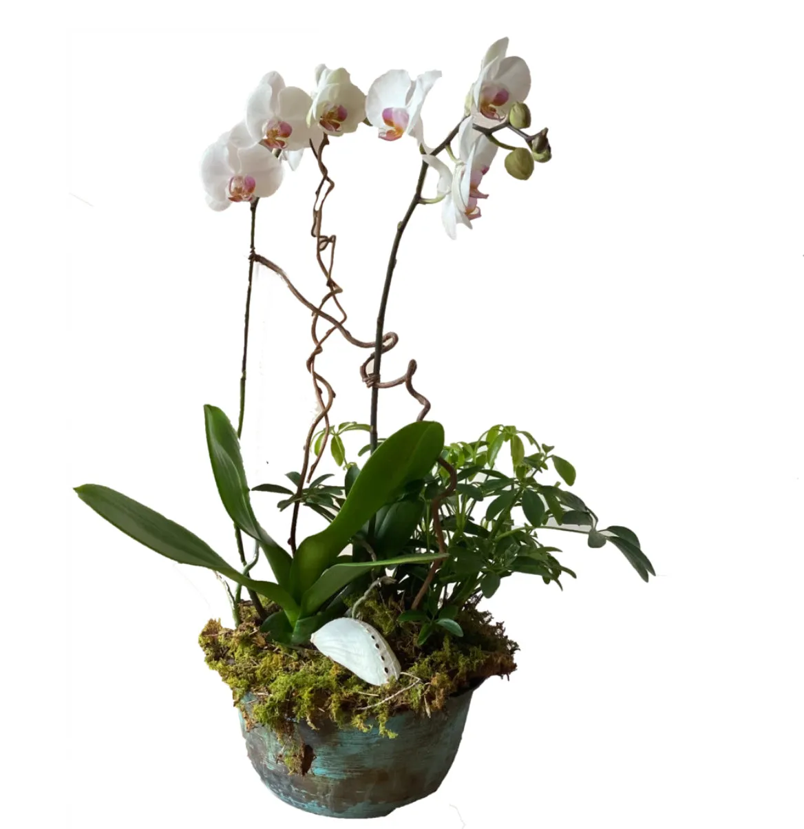 Orchid Planter