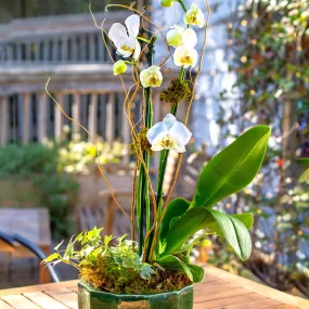 Orchid Planter