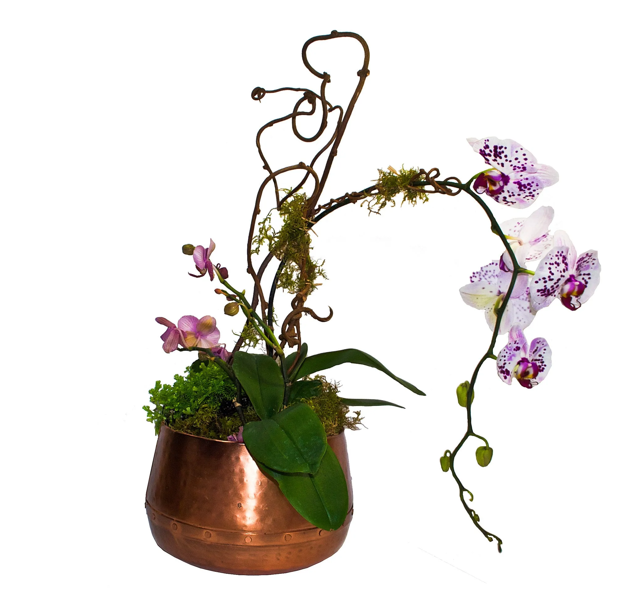 Orchid Planter