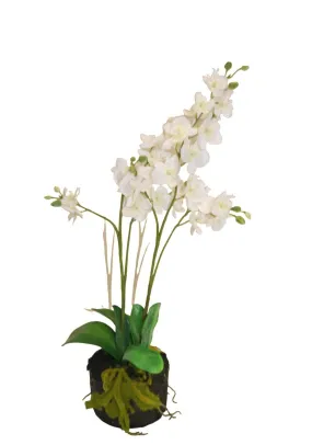 White Orchid In Polyfoam - White